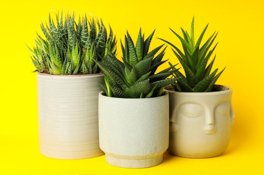 cachepots and planters