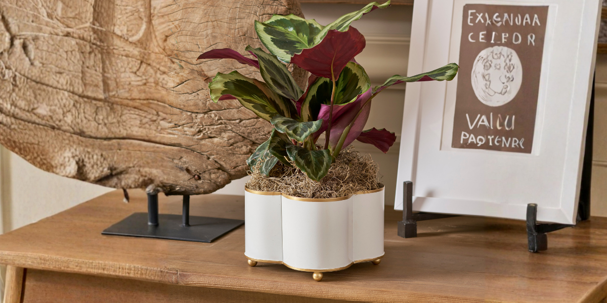 Cachepots & Planters