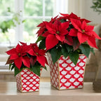Scales Square Enamelled Fluted Cachepot - Avail 10/27