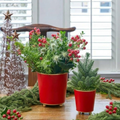 Mattie Round Cachepot Planter