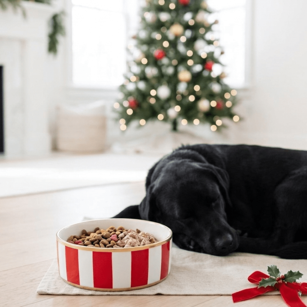 Classic Stripe Pet Bowl - Pet Bowls from Jaye's Studio