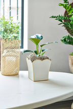 Gracie Taupe Square Metal Cachepot For Bedroom, Office, Kitchen, Living Room - Gracie Scarlette Collection - Cachepots from Jaye's Studio