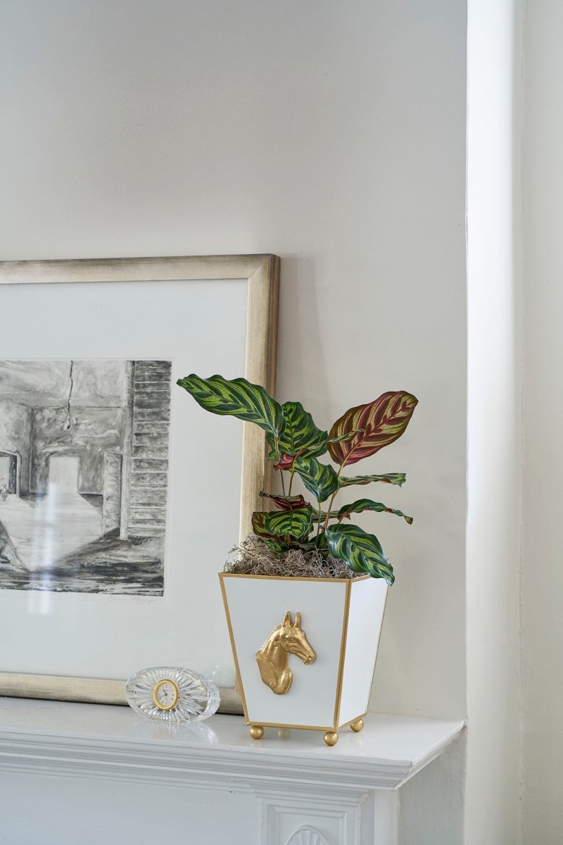 Horse Head White Square Metal Cachepot for Bedroom, Office, Kitchen or Vanity - Cachepots from Jaye's Studio