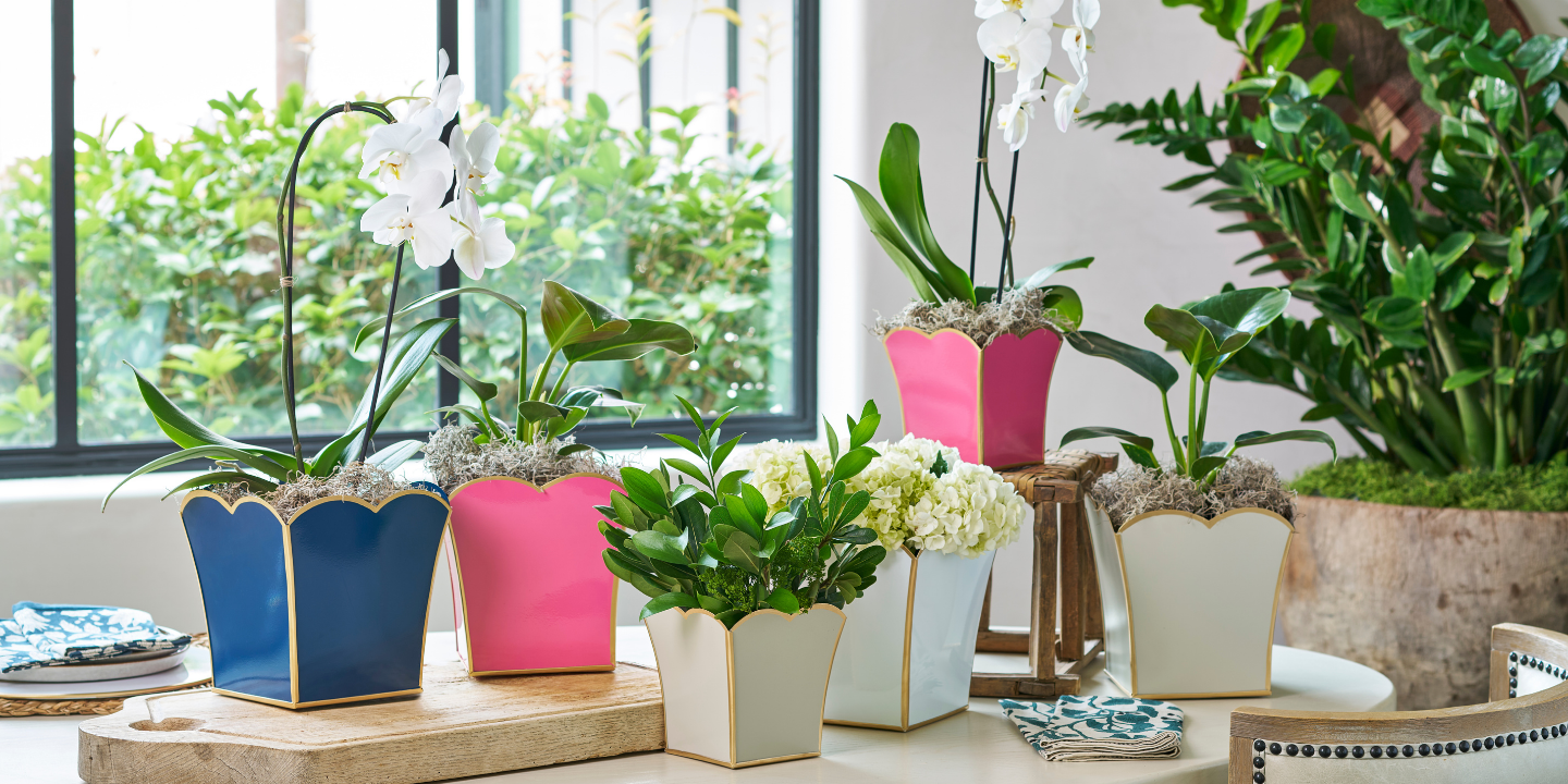 Jaye's Studio scalloped cachepots with orchids by a sunny window — homepage hero