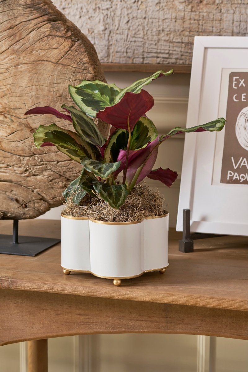 Mattie White Quatrefoil Metal Cachepot Planter For Bedroom, Office, Kitchen and Living Room - Cachepots from Jaye's Studio